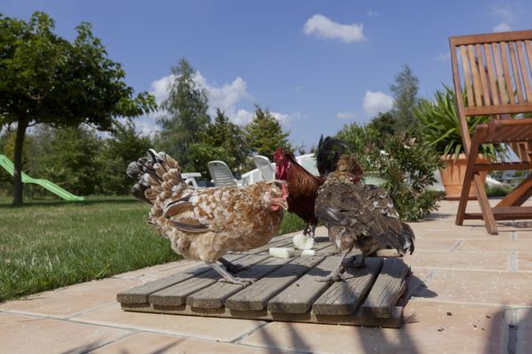 A Vendeuvre-sur-Barse, un coq est au coeur d'un conflit de voisinage (photo d'illustration)