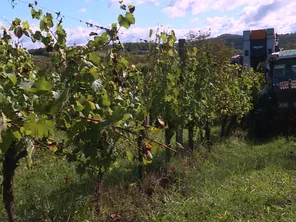 Vendange à la machine dans le vignoble de Branceilles