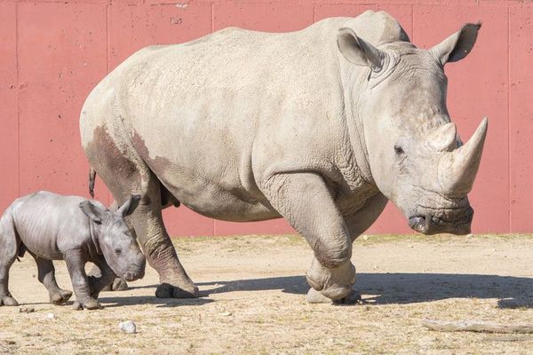 Rhinocéros blanc né le 14 avril 2019 au Safari de Peaugrès