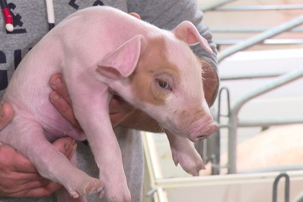 Porcelet de la ferme Iratzia etxaldeko zerrikumea