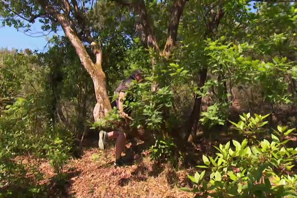 Les propriétaires en lisière de forêt doivent débroussailler sur une zone de 50 mètres autour de leur maison.