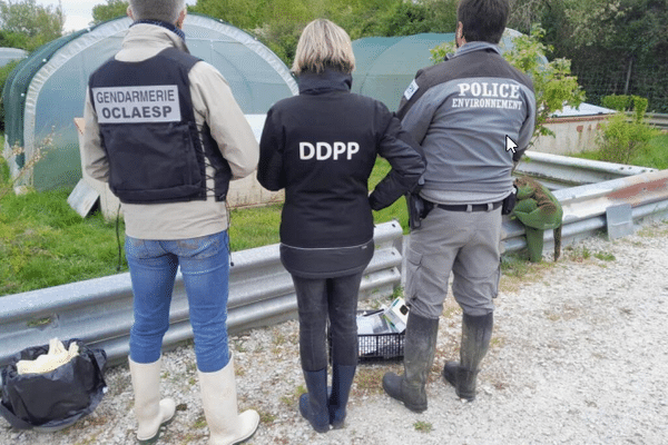 Trois personnes ont été placées en garde à vue, dans le cadre d'une enquête préliminiare sur le refuge des tortues à Bessières (Haute-Garonne).