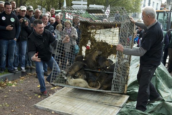 Les agriculteurs ont lâché des ragondins à proximité de la Préfecture de Nantes