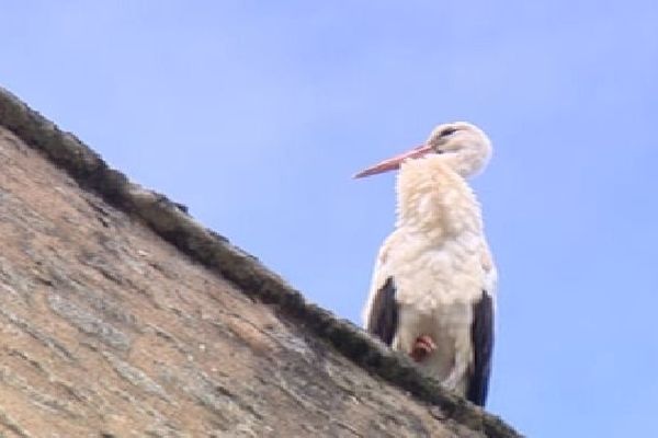 Cigogne sur un toit à Peyrat-le-Château (Haute-Vienne) photographiée le 22 avril 2014