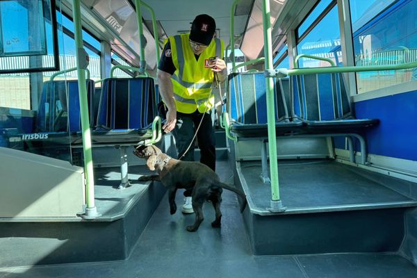 Montpellier - Tito le working cocker de 3 ans chargé de traquer des punaises de lit dans les bus et tram au travail devant les caméras - 5 octobre 2023.