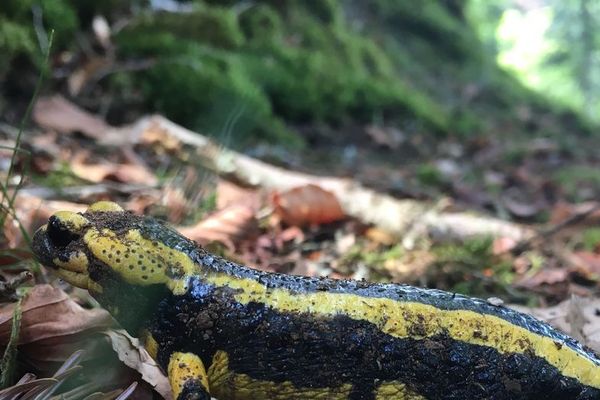 La salamandre tachetée de Villers-lès-Nancy fait partie de la liste rouge des espèces protégées. Le tribunal Administratif de Nancy, le 8 Juin 2020, suspend les arrêtés préfectoraux de déplacement et de destruction des salamandres.