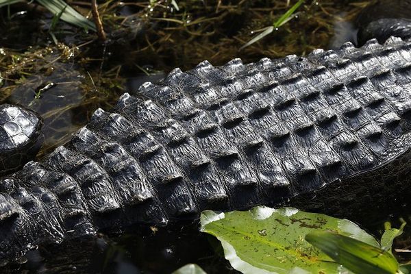 L'alligator américain, à la peau épaisse, arrive en avril 2017 au Pal, le Parc Animalier de l'Allier