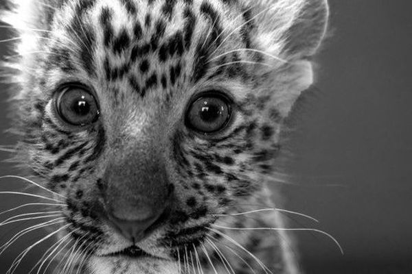 Olivier, un léopard accueilli au zoo-refuge de la Tanière à Nogent-le-Phaye (28)