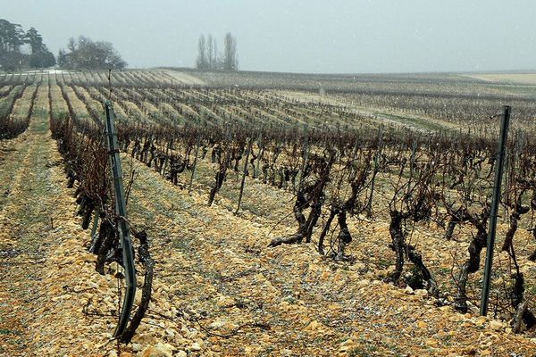 Les viticulteurs pourraient être les plus touchés par les conséquences de l'épidémie de Covid-19