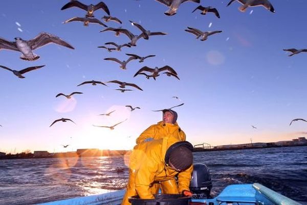 Des goélands et des mouettes survolent un bateau de pêcheur sur l'étang de Thau - décembre 2012