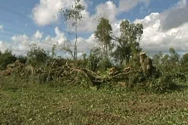 Les arbres coupés sans autorisation la semaine dernière à  Saint Martin d'Aubigny