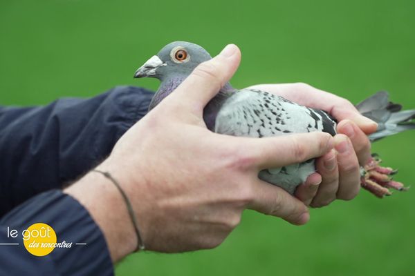 David Gallienne nous propose cette semaine sa recette de pigeonneaux aux morilles.