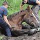 Un cheval enlisé dans la boue aidé par des sapeurs-pompiers.