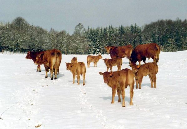 Les vaches limousines de Régis Coudert ans la neiges