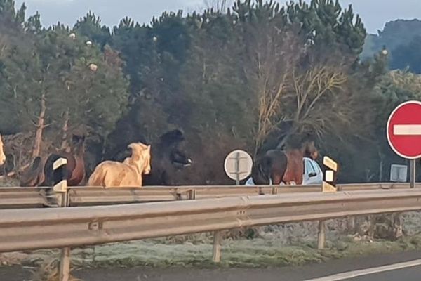 Une dizaine de chevaux se sont échappés du centre équestre de Saint-Brévin-les-Pins ce dimanche 5 janvier