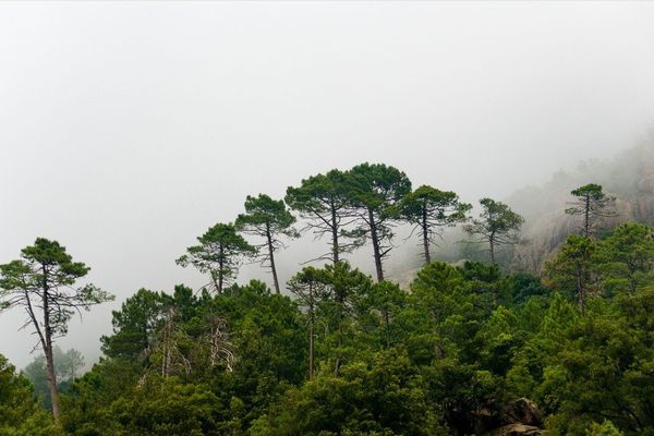 La forêt de Bonifato, Calenzana (Haute-Corse)