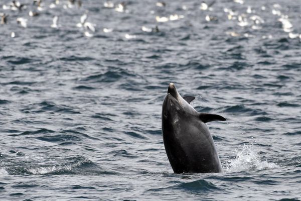 Un dauphin se baladant de la presqu'île de Quiberon au Croisic 