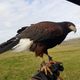 Une buse pour effrayer les oiseaux et les quelques mammifères qui rôdent sur les pistes de l'aéroport Nantes-Atlantique