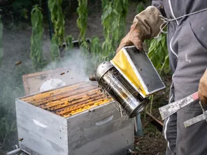 Mauvaises conditions pour les abeilles et la production de miel d'été