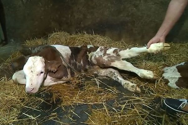 Le veau né avec cinq pattes à Gilley dans le Doubs. 