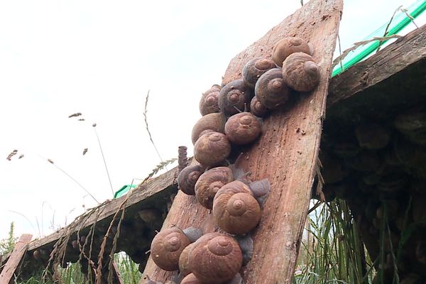 Les gros escargots sont privilégiés pour la consommation 'à la coquille' (archives)