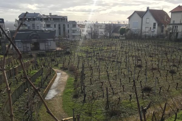 Les vignes de Suresnes font partie des plus anciennes et importantes de la région.