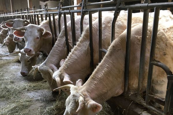 Certains éleveurs ne vont pas au salon de l'agriculture