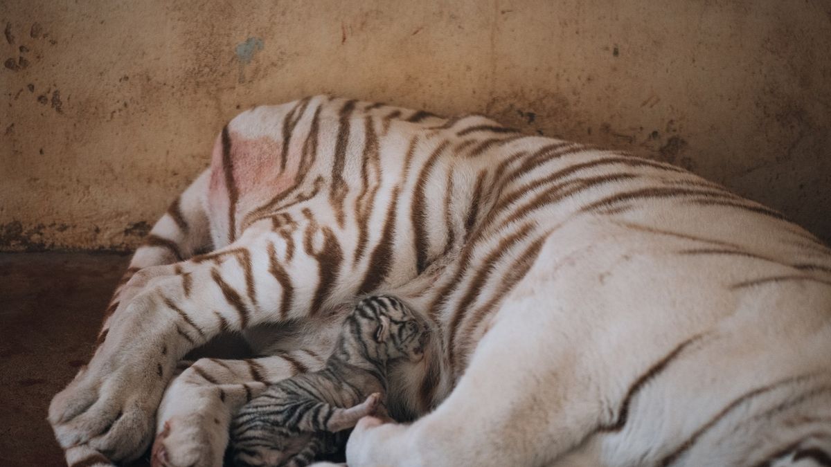 Mort Accidentelle Du Bebe Tigre Blanc Du Zoo Du Touroparc