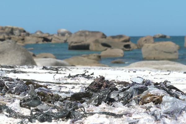 Des vélelles échouées dans le Finistère nord