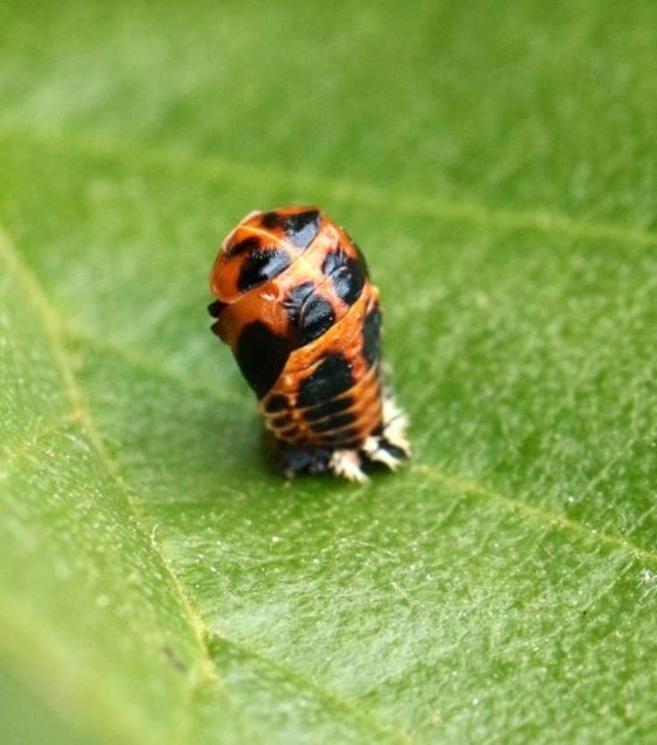 Les Coccinelles Asiatiques Pullulent Faut Il S En Inquieter