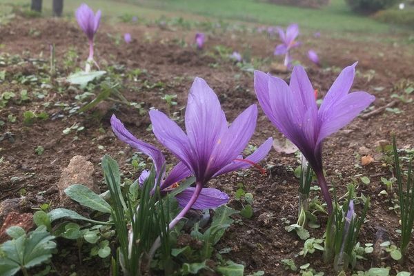 Le pistil de ce crocus donnera le safran