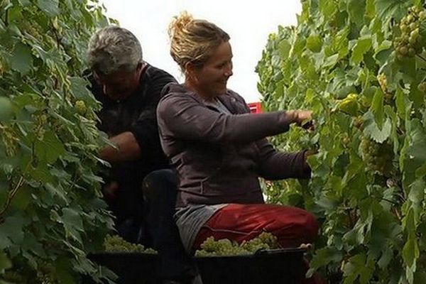 Vendanges 2016 sur la Côte des Blancs, à Avize (Marne).