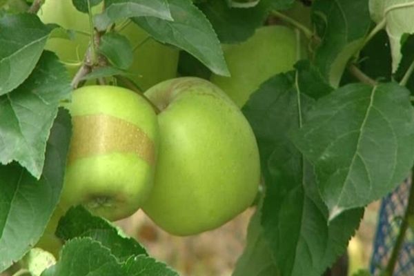 150 plants de pommiers ont été dérobés à Concèze (19). Préjudice financier : 1 000 €