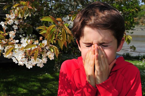 Allergique au pollens. Et vous ? 