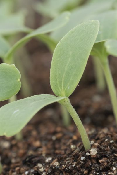 "Le jardin, c’est le reflet de ce qu’on a à l’intérieur du cœur"