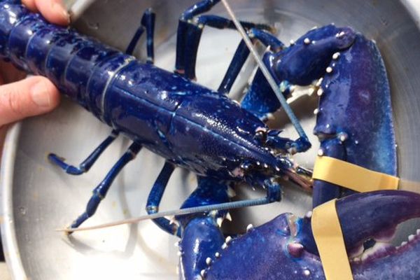 Ce homard bleu a été pêché début avril dans la baie de Saint-Brieuc par Mickaël Gault.