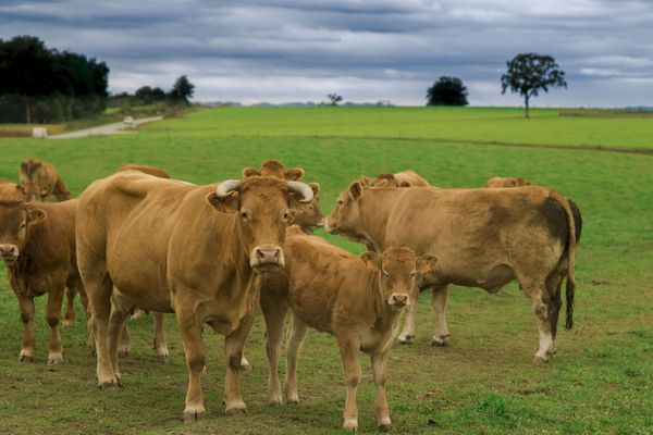 Elevage de vaches limousines. 