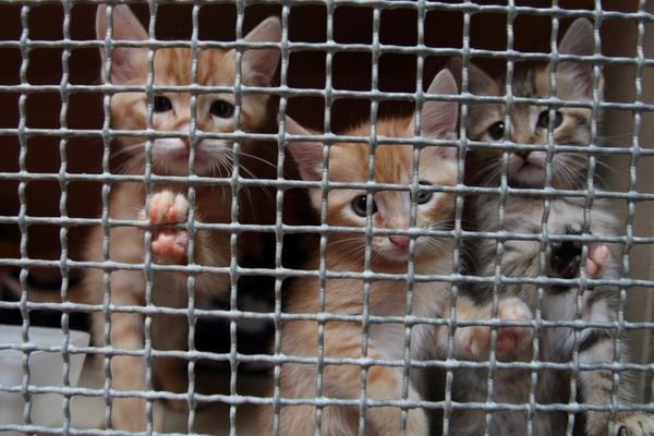 L'ancienne employée affirme que l'argent détourné servait à acheter de la nourriture pour les chats.