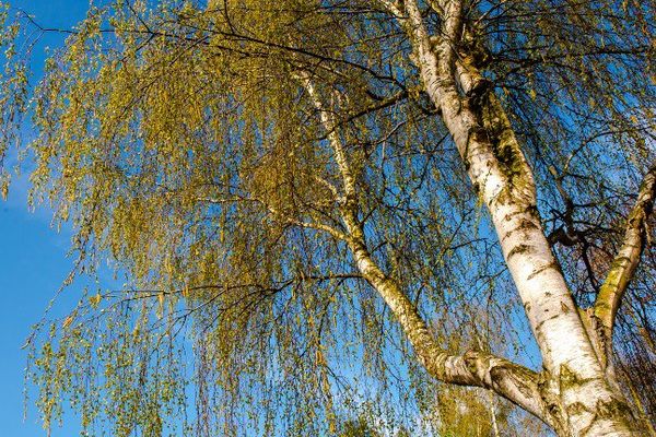 Le risque d'allergie au bouleau est accru en Pays de la Loire