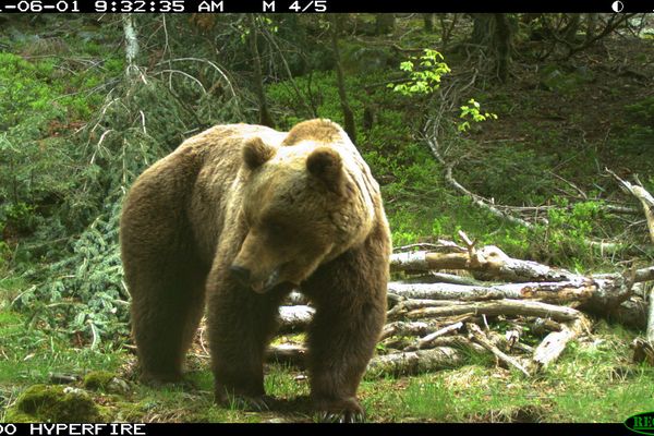 Les derniers relevés du suivi de l'ours dans les Pyrénées ont permis d'identifier 48 individus différents.