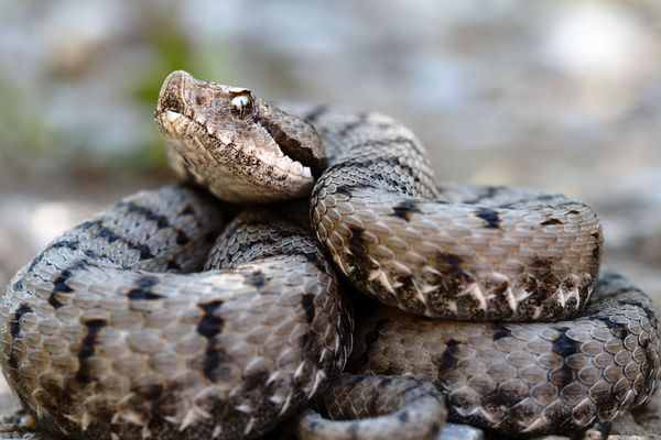 En Savoie Elle Se Fait Mordre Par Une Vipere