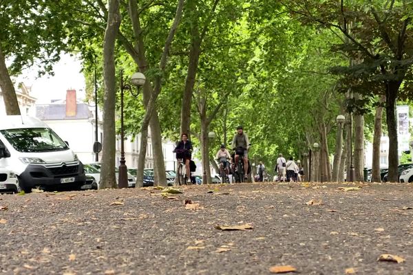 Le boulevard Béranger restera bitumé, et les arbres resteront debout.