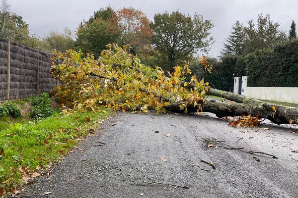 Des centaines d'arbres sont tombés sur les routes vendéennes, nécessitant l'intervention des pompiers à 239 reprises cette nuit. Ici, un arbre est tombé dans un lotissement à Challans.