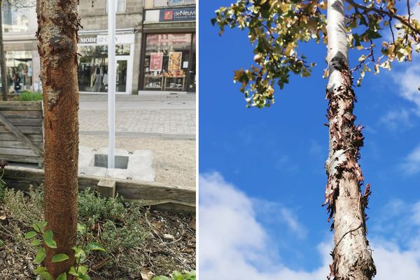 Déjà frêles, une poignée des arbres en bacs de la place de la République ont subi le même sort.