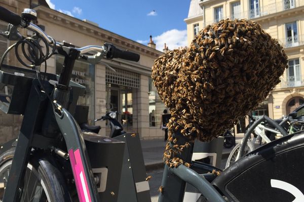 La colonie s'est installée sur la selle d'un vélo "libre-service" Divia, au centre-ville de Dijon