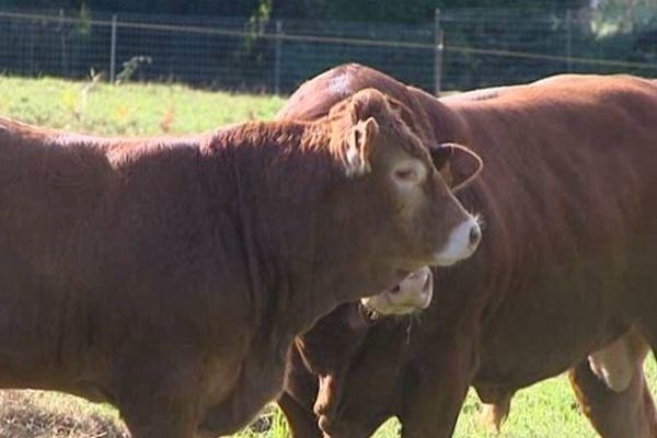 L'élevage peut s'inscrire dans une démarche agricole biologique.