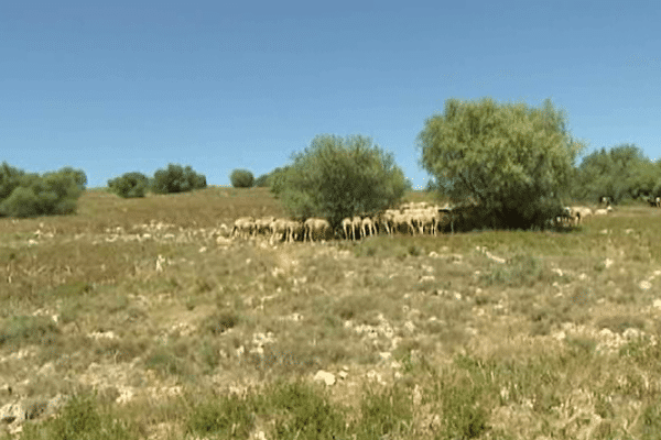 Castelnou (Pyrénées-Orientales) - 90 hectares ont été débroussaillés pour l'élevage des moutons.