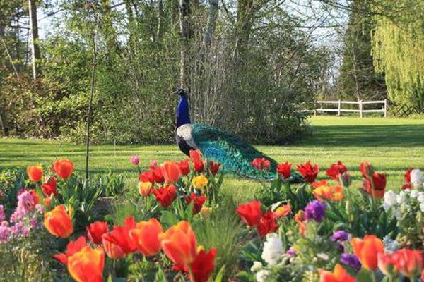 Les jardins des Martels dans le Tarn. 