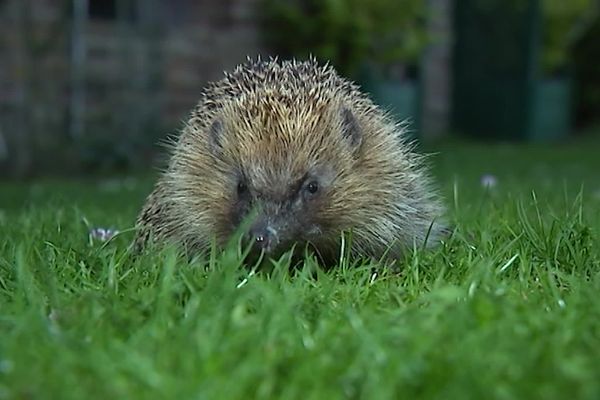 Un hérisson dans un jardin de l'Indre