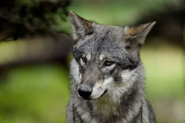 1104 loups en France selon les estimations de l'OFB, Office Français de la Biodiversité en 2023. Le loup est présent sur le massif du Jura. Image d'illustration.